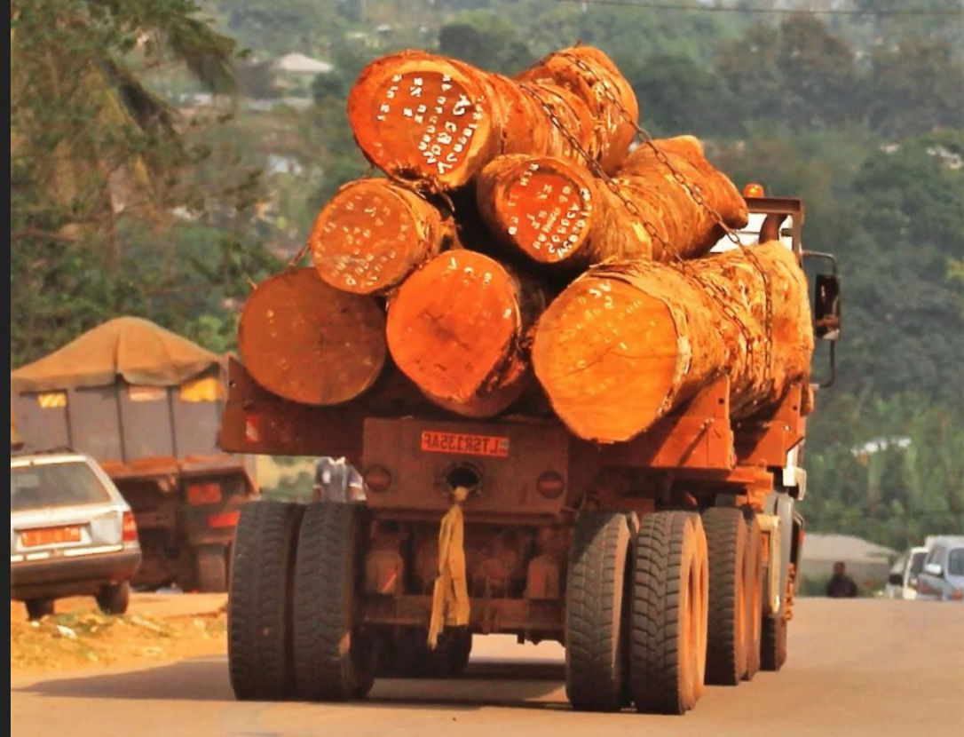 Exploitation forestière: Deux mois de prorogation d’activités pour les opérateurs