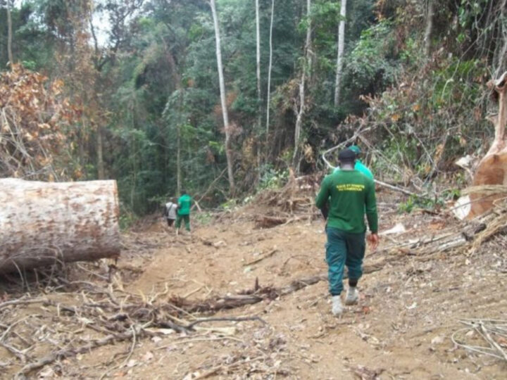 Exploitation forestière illégale: le Gic ZIOMAS écope d’une amende de 2 millions de FCFA