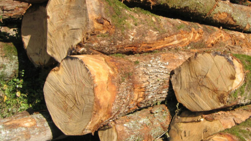 Marché noir : le commerce illégal du bois entre le Cameroun et le Vietnam ‘‘se porte’’ bien