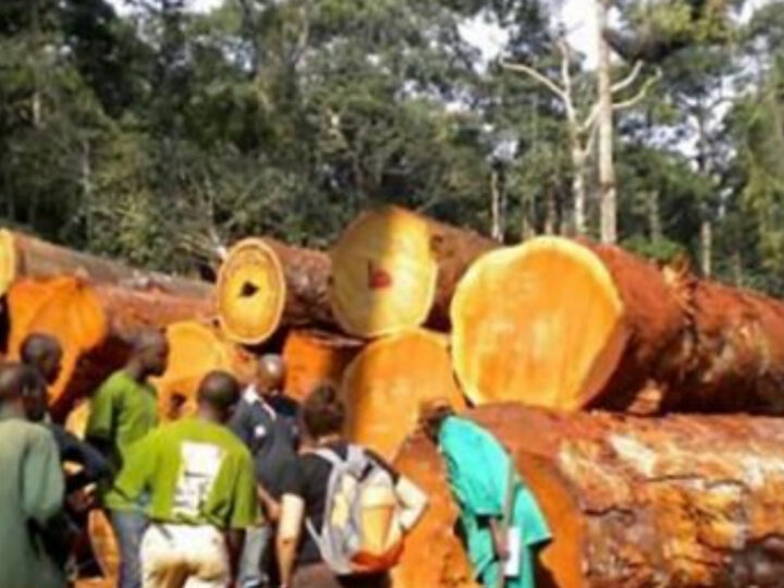 Exploitation forestière au Cameroun : un nouveau système pour contrôler le marché de bois
