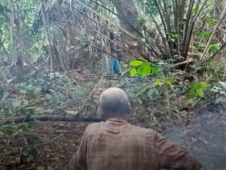 Les nombreux problèmes de la forêt tropicale du Dja au Cameroun