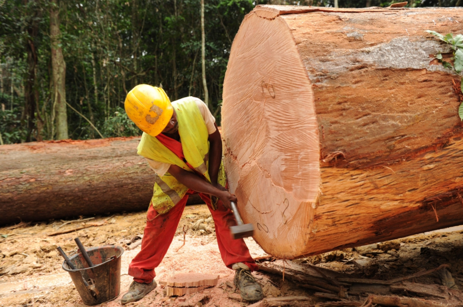 Contrebande transfrontalière: Le trafic de bois au Cameroun va à l’encontre de la croissance économique