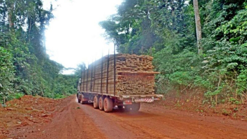 Cameroun : Des villages compressés par l’exploitation forestière à Bétaré Oya